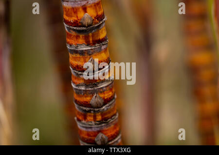 La canna da zucchero cresce nel campo vicino Foto Stock