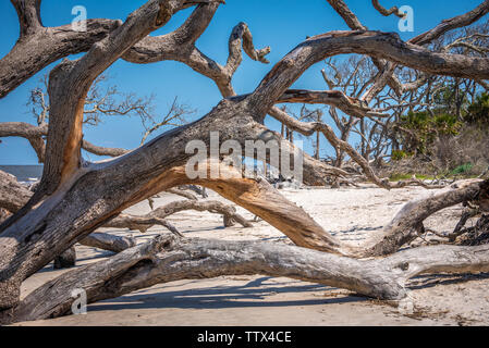 Driftwood Beach su Jekyll Island nel sud-est della Georgia. (USA) Foto Stock