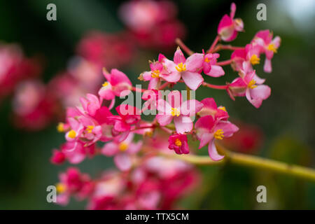 Begonia fiori che sbocciano nel campo sull'isola di Maui Foto Stock