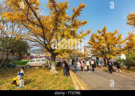 2018.11.25 Badu, Xiaopu Town, Changxing, Zhejiang, Ginkgo biloba ha ingiallito negli antichi ginkgo Parco nel villaggio Fangyi. Immettere il miglior periodo di visualizzazione. Foto Stock