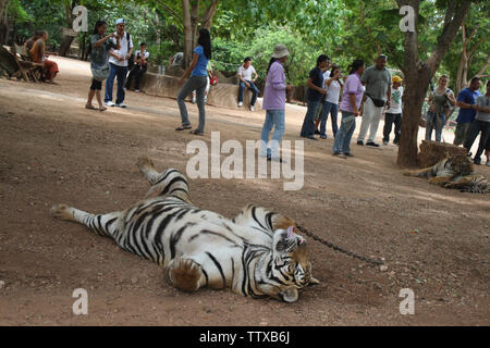 Tigri (Panthera tigris) che riposano nel campo, Tempio della Tigre, Sai Yok, Kanchanaburi, Thailandia Foto Stock