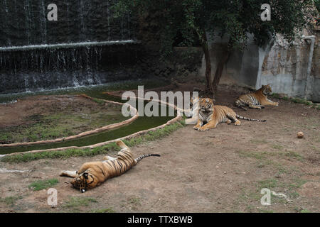 Quattro tigri (Panthera tigris) che riposano a lato del torrente, Tempio della Tigre, Sai Yok, Kanchanaburi, Th Foto Stock