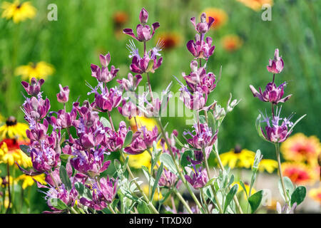 La Salvia pachyphylla, Mojave salvia Foto Stock