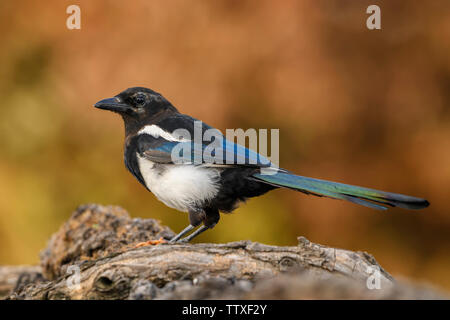 Gazza europea - Pica pica, comune in bianco e nero si appollaia uccelli dai giardini europei e foreste, Hortobagy National Park, Ungheria. Foto Stock