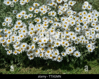 Un grande agglomerato di Daisy bianca è fiorita Anthemis cupaniana crescente nella parte anteriore di un confine Foto Stock