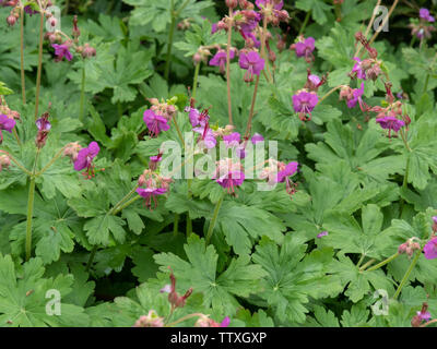 Una chiusura del deep pink fiori di geranio macrorrhizum Czakor Foto Stock