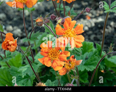 Una chiusura della suggestiva fiori arancione di Geum brezza di mare Foto Stock