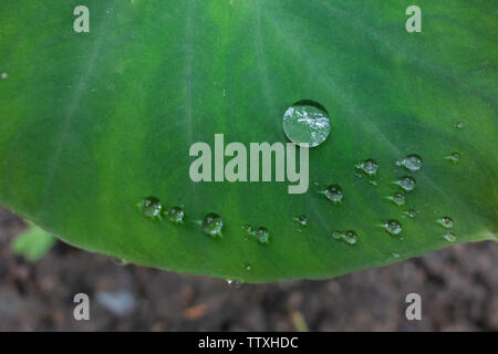 Piante verdi con perle di acqua sulle loro foglie. Foto Stock