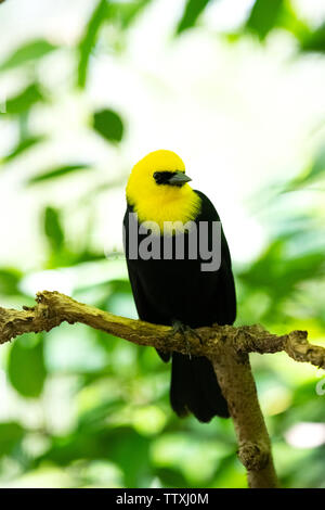 Blackbird con cappuccio giallo nei boschi. Foto Stock