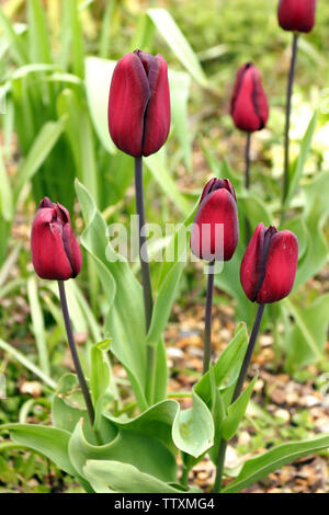 Un gruppo di tulipani rossi crescente Foto Stock