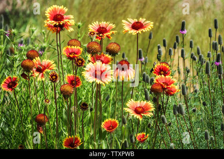 Bellissimo giardino di fiori, Gaillardia aristata, Blanket Flower Foto Stock