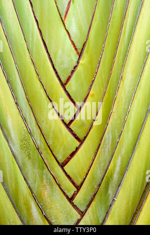 Ravenala madagascariensis, traveller's palm, traveller's tree bella forma naturale sfondo texture Foto Stock