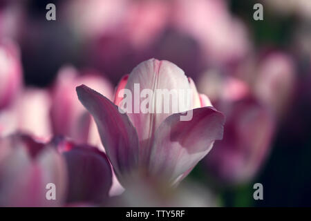 Bella bianco-rosa tulip con fiori sfocato intorno sul background. Messa a fuoco poco profonda di petali. Foto Stock
