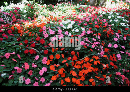 Fiori colorati, Malesia Foto Stock