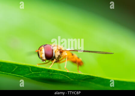 Ripresa macro di una marmellata o hoverfly Episyrphus balteatus su una foglia verde Foto Stock