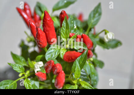 Immagine ravvicinata di un chili pepper plant. In evidenza il piccolo peperoni rossi con un molto colore brillante, offuscata un fiore bianco Foto Stock