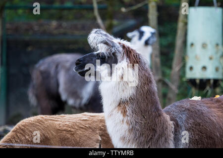 Alpaca, Vicugna pacos è una specie animali domestiche di South American camelid. Assomiglia ad un piccolo llama nell'aspetto Foto Stock