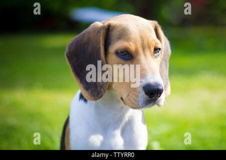 Cucciolo di cane beagle ritratto Foto Stock