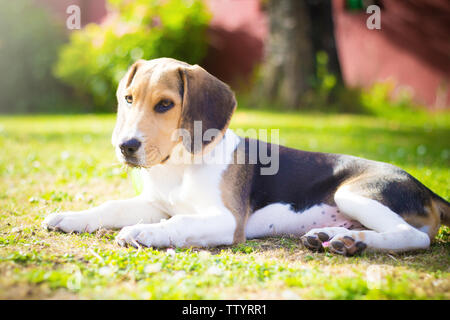 Cucciolo di cane beagle posa sull'erba Foto Stock