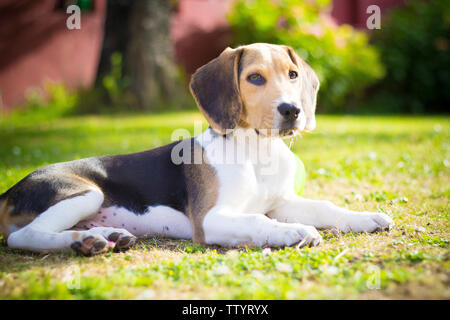 Carino piccolo cane beagle cucciolo posa sull'erba Foto Stock