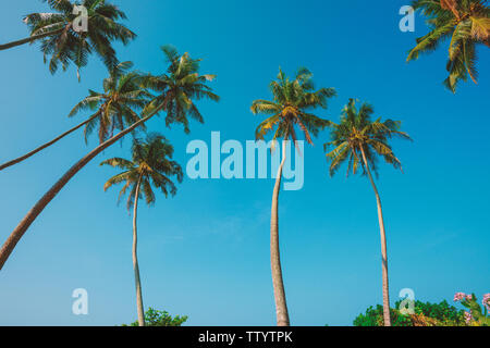 Palme da cocco sulla spiaggia Foto Stock