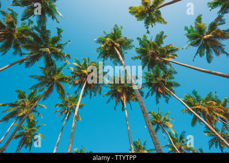 Palme da cocco foresta tropicale Foto Stock