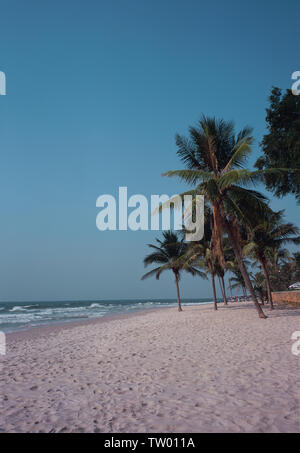 Le palme sulla spiaggia Foto Stock