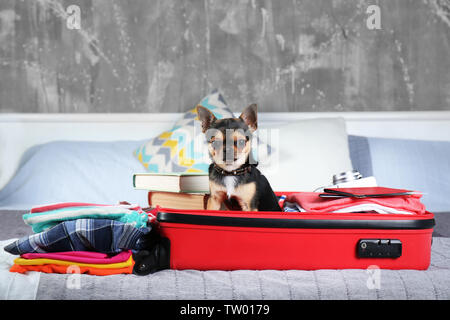 Piccolo cane in valigia in attesa per il viaggio Foto Stock