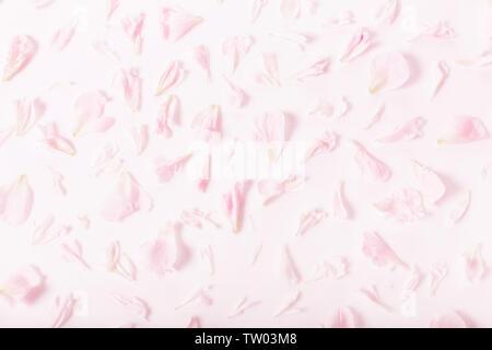 Composizione di fiori. Rose petali di fiori. Appartamento laico, vista dall'alto, spazio copia, quadrato Foto Stock