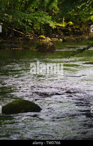 Fiume Dart fluente attraverso boschi Hembury su un tardo pomeriggio estati. Buckfastleigh, Dartmoor Devon, Regno Unito. Foto Stock