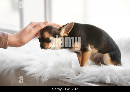 Proprietario stroking simpatico cane divertente seduta sul davanzale coperto con plaid Foto Stock