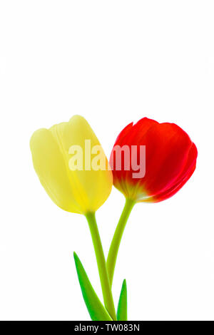 Close up di tulipani Foto Stock