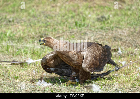 La Falconeria Harz,Güntersberge,Sassonia Anhalt,Germania. Foto Stock