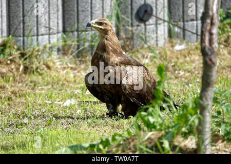 La Falconeria Harz,Güntersberge,Sassonia Anhalt,Germania. Foto Stock