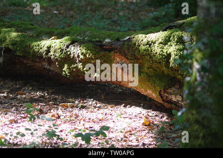 Mossy Albero caduto in una pozza di luce sul piano di Hembury boschi in un tardo pomeriggio estati. Buckfastleigh, Dartmoor Devon, Regno Unito. Foto Stock