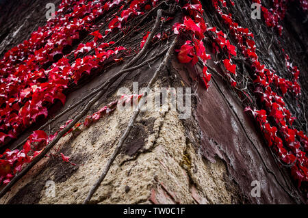 Autunno rosso edera rampicante foglie su un edificio a Praga e nella Repubblica Ceca. Foto Stock