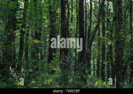 Sottile spazio strettamente tronchi di alberi in boschi Hembury su un tardo pomeriggio estati. Buckfastleigh, Dartmoor Devon, Regno Unito. Foto Stock