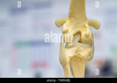 Il cane del ginocchio stampo vista posteriore, il menisco e legamento crociato Foto Stock