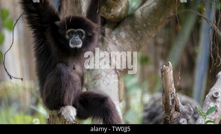 Lar gibbone è in appoggio sui rami di alberi in foresta. Un selvaggio Hylobates Lar appeso attraverso la foresta di pioggia alberi. Natura fauna nella foresta pluviale. Bianco-mani Foto Stock