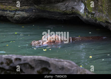 Un comune ippopotamo di prendere il bagno in acqua di lago della natura la fauna selvatica. Ippopotamo nuota in uno stagno. Hippopotamus amphibius è semi-acquatico mammifero dell Africa. Foto Stock