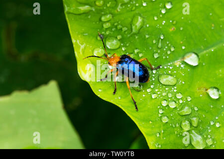 Coleotteri su una foglia Calomela è un genere di coleotteri comunemente denominato leaf coleotteri e nella famiglia Chrysomelidae. Pokhara Nepal Foto Stock