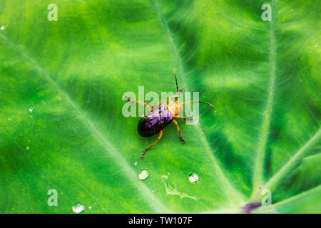 Coleotteri su una foglia Calomela è un genere di coleotteri comunemente denominato leaf coleotteri e nella famiglia Chrysomelidae. Pokhara Nepal Foto Stock