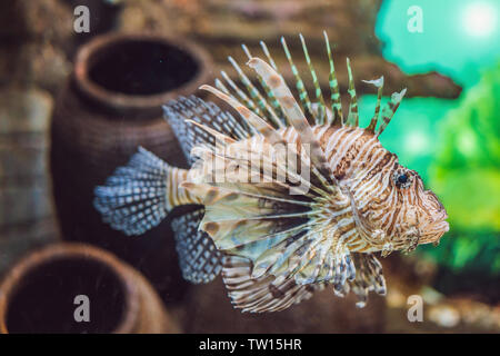 Colorfull aquarium pesci nel buio profondo blu acqua Foto Stock