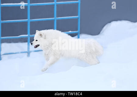 Carino samoiedo cane all'aperto sul giorno di inverno Foto Stock
