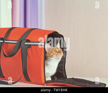 Foxy cat all'interno della scatola di supporto sul tavolo Foto Stock