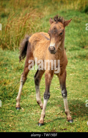 Carino Dartmoor Pony giovane puledro in piedi Foto Stock