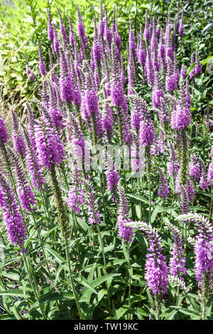 Longleaf speedwell Veronica longifolia "Evelyn' Foto Stock