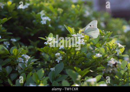 Farfalla seduta su una pianta in un giardino Foto Stock