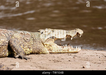 Grande coccodrillo del Nilo con la bocca aperta. Crocodylus niloticus, più grande di acqua fresca coccodrillo in Africa, sta ansimando e appoggiata sulla sabbia a fior d'acqua cade, Ethi Foto Stock