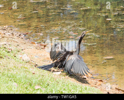 Australasian darter uccello sul lago waterfront con essiccazione è diffondere le ali in una giornata di sole a Darwin, in Australia Foto Stock